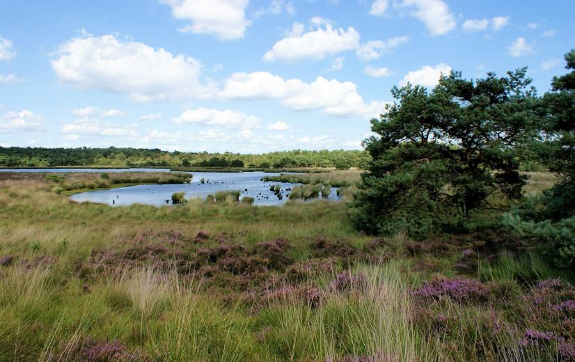 Nieuwste stikstofplannen wekken onrust op bij boeren Kalmthoutse Heide