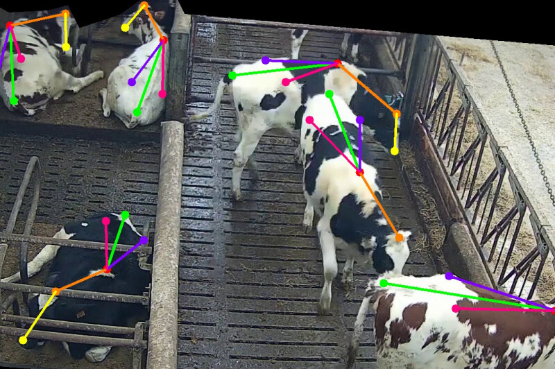 ai melkvee stal bewerkt