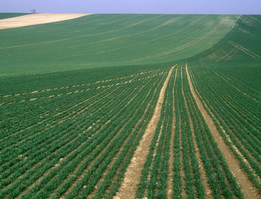Frankrijk wereldkampioen zaaigoedexport
