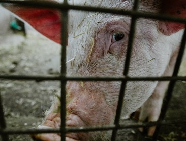 China sluit kleine slachthuizen in strijd tegen AVP