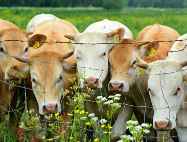 Is een boerderij met 150 dieren een “agro-industrieel bedrijf”?