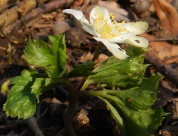 Natuurpunt telt 246 plantensoorten voortijdig in bloei