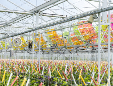 Tomato Masters boekt resultaat met project van zonnepanelen: “meer energie en gezondere planten"