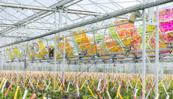 Tomato Masters boekt resultaat met project van zonnepanelen: “meer energie en gezondere planten"