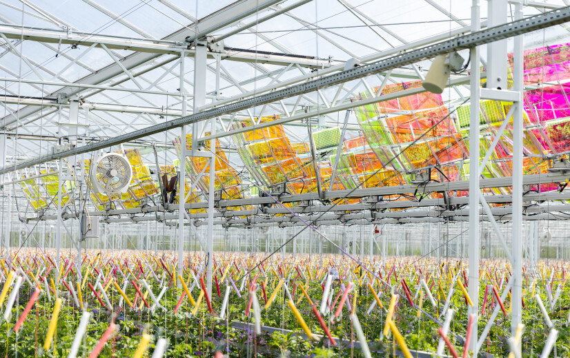 Tomato Masters boekt resultaat met project van zonnepanelen: “meer energie en gezondere planten"
