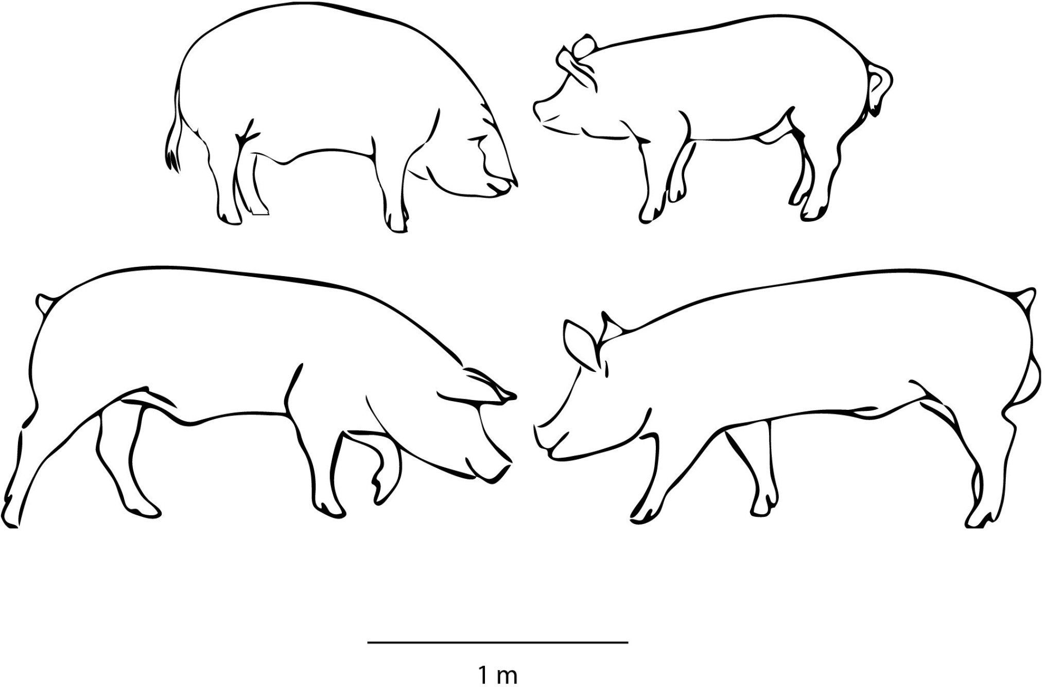 varkens schets verandering
