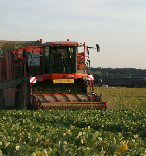 Ruim vijftig procent minder bonen door de droogte