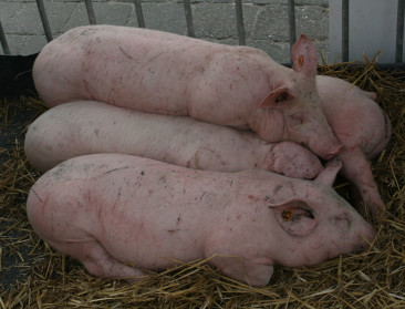 Prijsval en overvolle stallen bezorgen varkenshouders grote zorgen