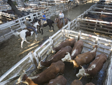 FAO: "Veehouderij levert wereldwijd een derde van de eiwitten, maar systemen verschillen sterk"