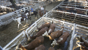 FAO: "Veehouderij levert wereldwijd een derde van de eiwitten, maar systemen verschillen sterk"