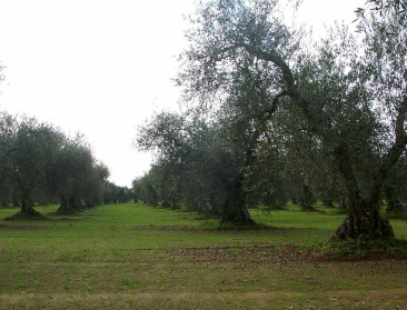 VS pakt Spaanse olijven aan met hogere heffingen