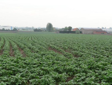 "Aardappelsector heeft toekomst mits we ons aanpassen"