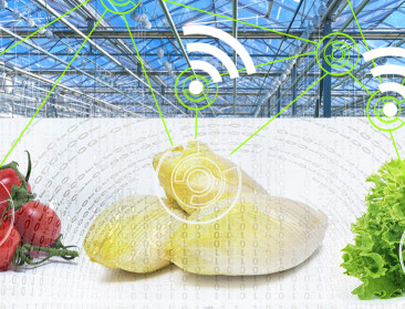 Draadloze sensoren meten tomatenstress