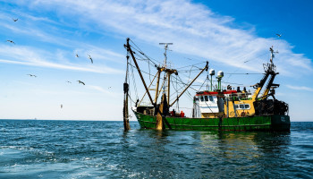 Natuur en visserij botsen op zee: vissers eisen inspraak in nieuwe regels
