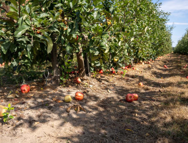 Hoge appelproductie dit jaar, maar 15 procent niet geoogst
