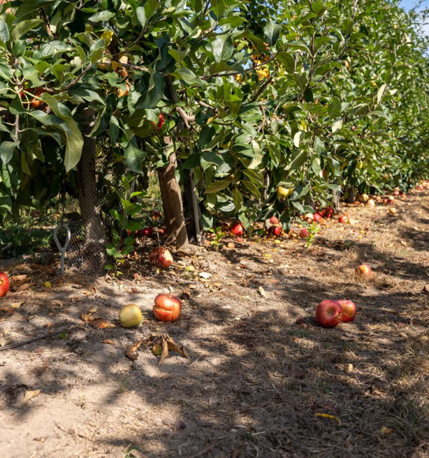 Hoge appelproductie dit jaar, maar 15 procent niet geoogst