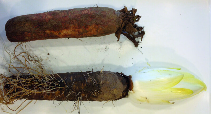 witloofwortel_web-ILVO