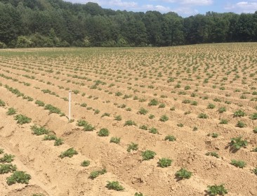 Hoe aardappelen telen binnen MAP6? 