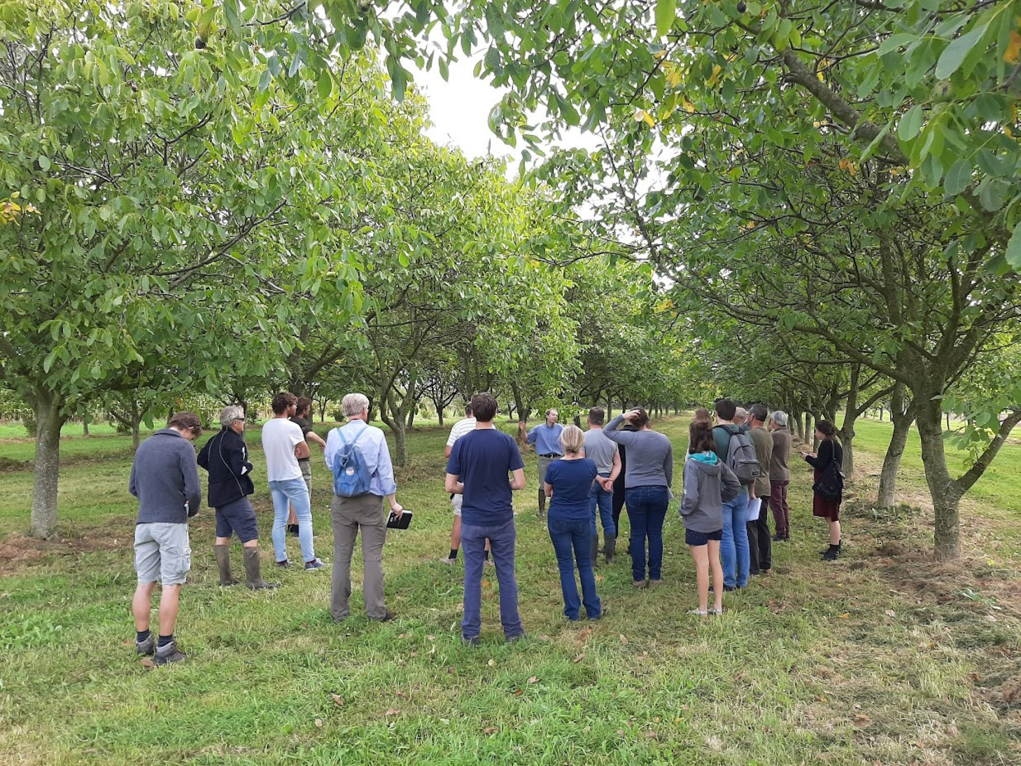 agroforestry ilvo 2