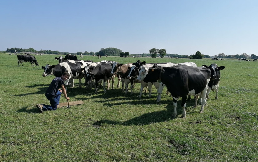 Graslanden in de Kempen blijken sterke klimaatbondgenoten