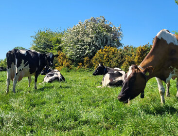 Op bezoek bij hét Ierse praktijkvoorbeeld van duurzame intensieve melkveehouderij