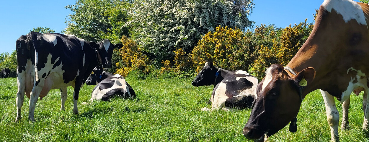 koeien van de poole farm