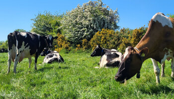 Op bezoek bij hét Ierse praktijkvoorbeeld van duurzame intensieve melkveehouderij