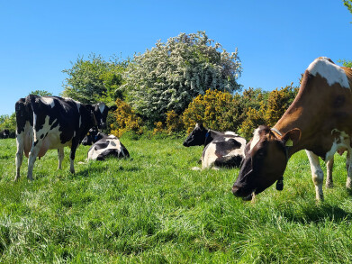 koeien van de poole farm