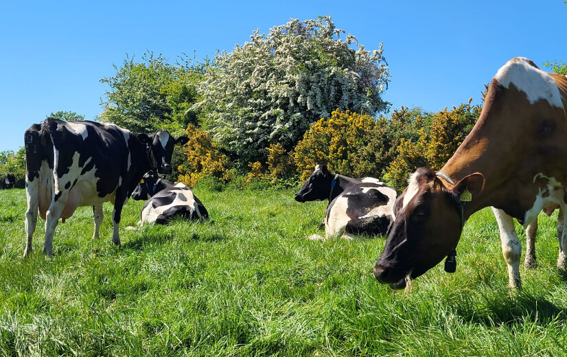 Op bezoek bij hét Ierse praktijkvoorbeeld van duurzame intensieve melkveehouderij