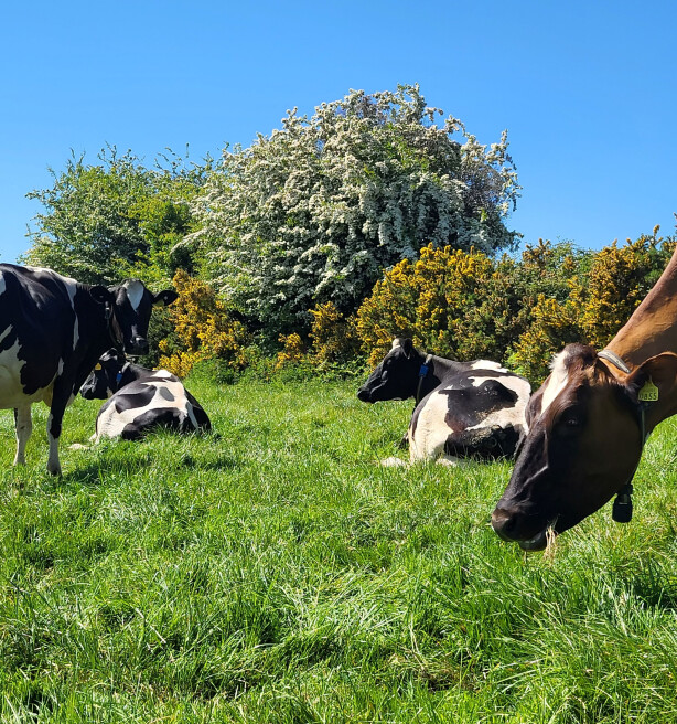 Op bezoek bij hét Ierse praktijkvoorbeeld van duurzame intensieve melkveehouderij