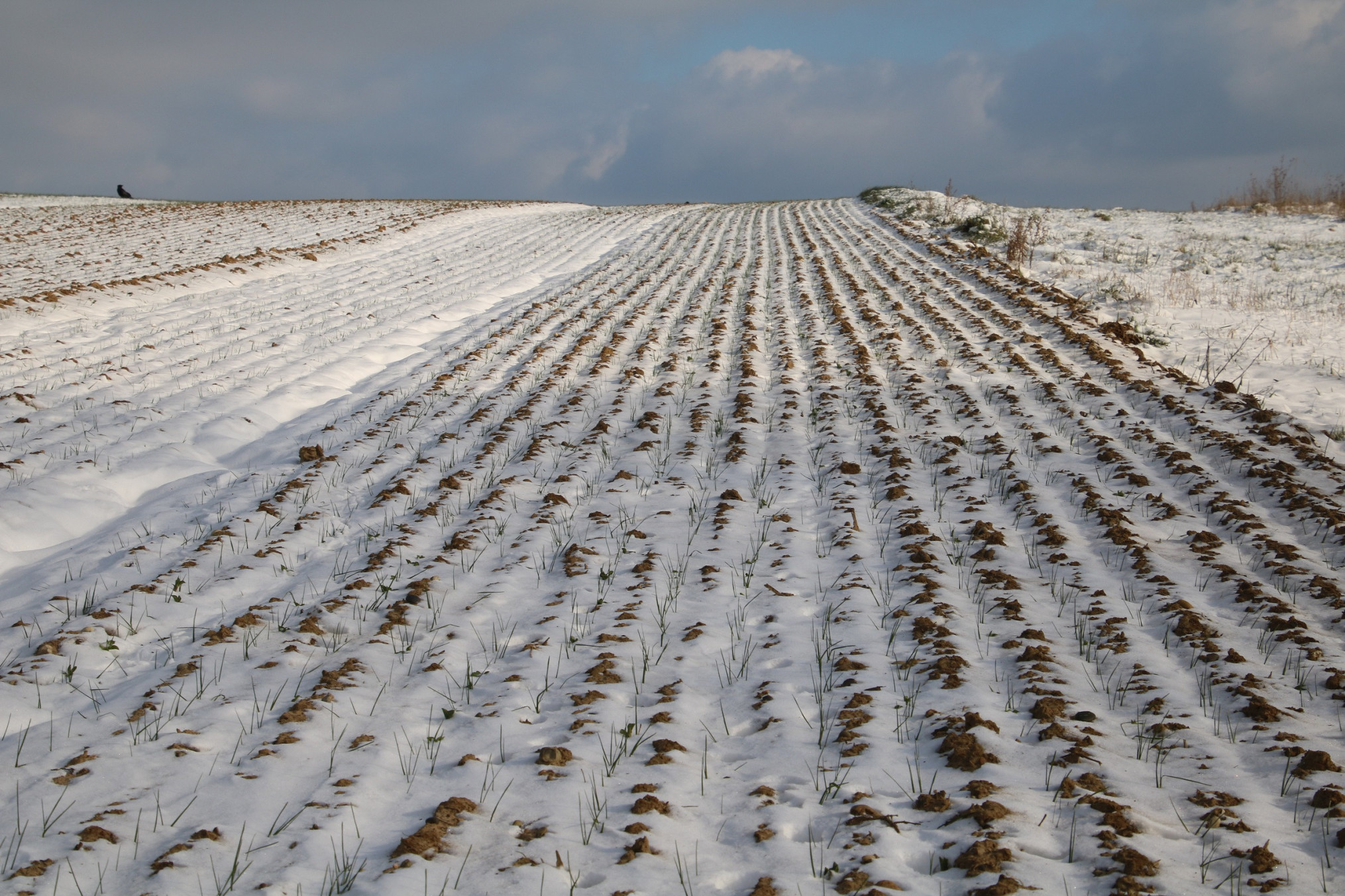 Groenbemester in pajottenland onder een laag sneeuw bedekt