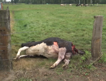 Opnieuw een koe doodgebeten door wolf in weide in Meeuwen