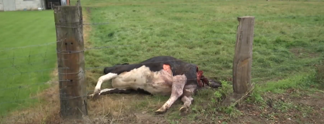 dode koe aanval wolf_TV Limburg