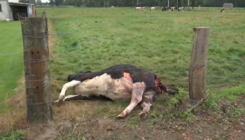 Opnieuw een koe doodgebeten door wolf in weide in Meeuwen
