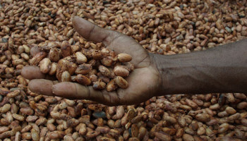 Cacaoprijs overstijgt grens van 5.000 dollar per ton