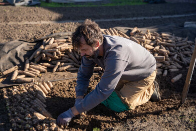 Intafelen grondwitloof door Tom Van Bael