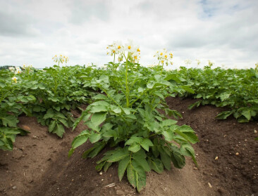 Nederlandse onderzoekers ontwikkelen ziekteresistente aardappelen