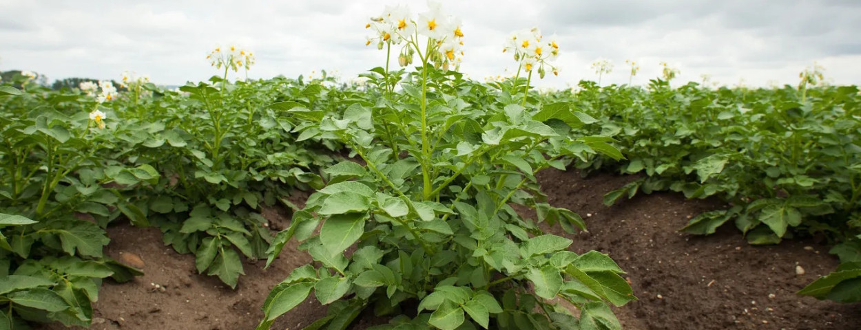 shutterstock_105010166_aardappel_plant