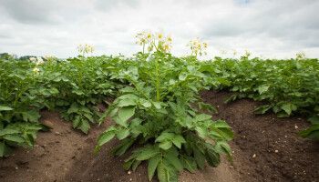 Nederlandse onderzoekers ontwikkelen ziekteresistente aardappelen