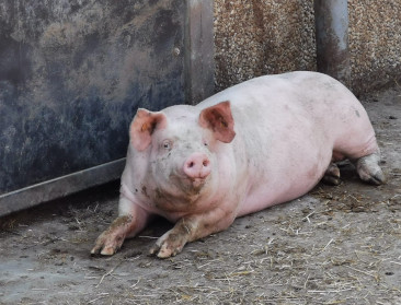 UGent en ILVO lanceren hitteplan voor varkens: Simpele ingrepen met groot resultaat