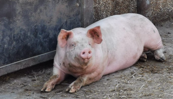 UGent en ILVO lanceren hitteplan voor varkens: Simpele ingrepen met groot resultaat