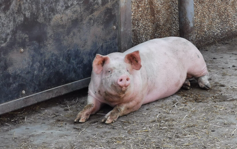 UGent en ILVO lanceren hitteplan voor varkens: Simpele ingrepen met groot resultaat