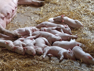 Kwart minder varkens tegen 2030, vooral kleine bedrijven haken af