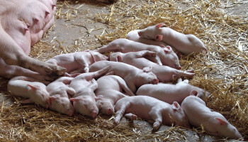 Kwart minder varkens tegen 2030, vooral kleine bedrijven haken af