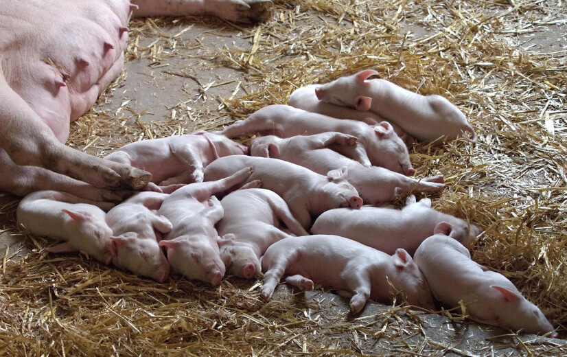 Kwart minder varkens tegen 2030, vooral kleine bedrijven haken af