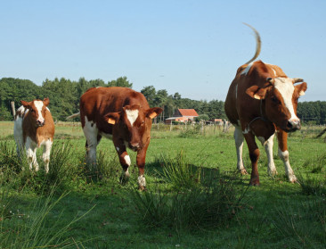 Doordacht groeien of gas geven in biolandbouw?