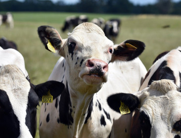 Onderzoek naar koeienurine als vervanging voor kunstmeststoffen