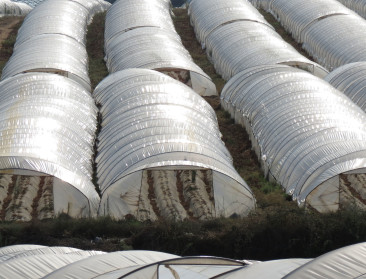 Grieken riskeren miljoenenboete voor uitspoeling mest