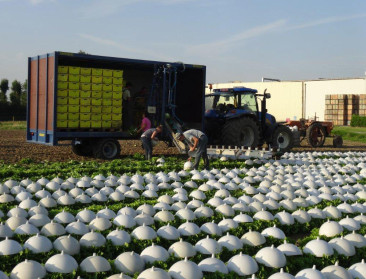 Seizoenarbeid als opstap naar volwaardige tuindersjob