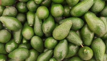 Weg met mango's en avocado's? Frankrijk wil alle producten met verboden gewasbescherming verbieden